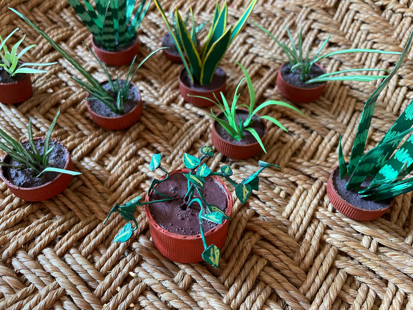 Tiny Philodendron